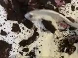 Oreo Ice Cream Homemade