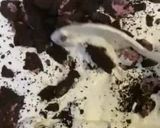 Foto langkah ke 6 dari resep Oreo Ice Cream Homemade.
