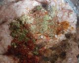 عکس مرحله 2 از دستور سوسیس خانگی(مرغ)
