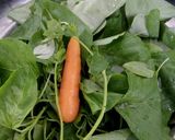 Foto langkah ke 1 dari resep Sayur Bening.