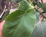 Foto del paso 1 de la receta: Ensalada caliente de yerba santa(La guá)