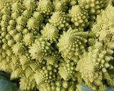 Foto del paso 1 de la receta: Romanesco / Romanescu con hinojo, mayonesa, micromezclum y flores comestibles