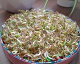 عکس مرحله 3 از دستور سفره هفت سین ۱۴۰۲ (سبزه ماش)