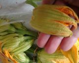 A picture of step 4 of Chiles Rellenos with Squash Blossoms.