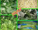Foto langkah ke 1 dari resep Urap banjar gunung ronggeng.
