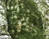 Foto del paso 4 de la receta: Cerdo Horneado para Tacos o Panes