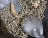 Foto langkah ke 1 dari resep Tutug Oncom Jambrong - No Oil.
