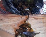 Foto del paso 1 de la receta: Pebre de luche