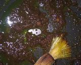 Foto langkah ke 3 dari resep Ikan Bawal Bakar Teflon Sederhana.