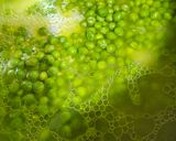 صورة لخطوة 4 من وصفة رز مع البازلاء واللحم المفروم