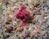A picture of step 6 of Sausage and slaw.