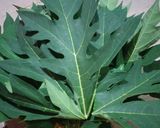 Foto langkah ke 1 dari resep Sayur daun pepaya santan.
