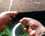 முருங்கைக்கீரை பொறியல் ரெசிபி ஸ்டேப் 1 புகைப்படம்
