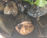 Foto del paso 5 de la receta: Pulpo de playa guisado en su tinta