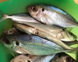 Foto langkah ke 1 dari resep Pesmol ikan selar.