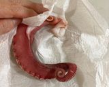 Foto del passaggio 1 della ricetta Polpo in umido con patate alla giapponese 🐙