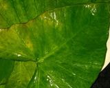 A picture of step 5 of Authentic Rickwach with Urad Dal and Colocasia leaves.