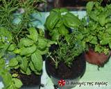 Fresh herbs cubes recipe step 1 photo