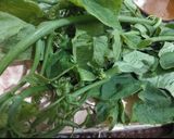 Foto langkah ke 1 dari resep Bobor daun labu.