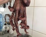 Foto del paso 2 de la receta: Pulpo al olivo