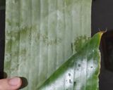 Foto langkah ke 4 dari resep Pais Waluh / Nagasari Labu Kuning.