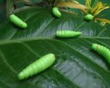 Foto langkah ke 6 dari resep 22.Caterpillar cookies mirip aslinya #bikinramadanberkesan.