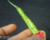 आथेला मरचा(Athela marcha recipe in hindi) रेसिपी चरण 1 फोटो