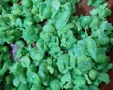 A picture of step 1 of Besan Vegetable Appe.
