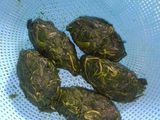 Oseng² Daun pepaya praktis Dan enak