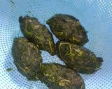 Foto langkah ke 3 dari resep Oseng² Daun pepaya praktis Dan enak.