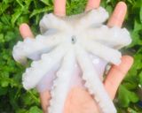 Hình bước làm 1 của món Bạch tuột hấp gừng🐙🐙