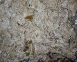 A picture of step 3 of Chicken bread.