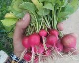 A picture of step 1 of Lentil Sprout Salad with Radish and Honey Mustard.