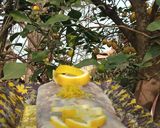 Une image de l'étape 3 de Cake au citron ☕🍋💛🎗️.