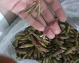 Foto del paso 3 de la receta: Frijoles con pemuche y epazote