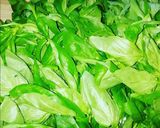 Une image de l'étape 1 de Pesto basilic 💚.