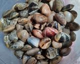 Foto langkah ke 1 dari resep Kerang Kedimul Saus Padang.