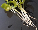 Foto del paso 2 de la receta: Brotes tiernos de semillas de cardo mariano