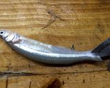 Foto del paso 4 de la receta: Técnicas de cocina: Limpiar el pescado