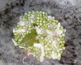 Foto langkah ke 2 dari resep Tumis Kerang.