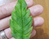 Hình bước làm 7 của món Mứt bí đao