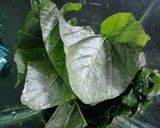 Foto langkah ke 1 dari resep Stik bayam.