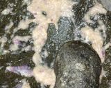 Foto langkah ke 1 dari resep Bakwan Panggang Mie Kol Udang Wortel (tanpa telur).