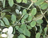 முருங்கைகீரைமுட்டை பொடிமாஸ் ரெசிபி ஸ்டேப் 1 புகைப்படம்