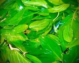 Hình bước làm 1 của món Thịt Heo Xào Húng Quế