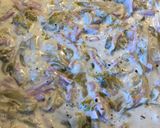 Une image de l'étape 2 de Gratin de quinoa et boulgour, fondue d’endives.
