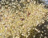Foto del paso 1 de la receta: Salsa de espinacas y coliflor