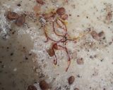 A picture of step 4 of Tasty ##Rabdi##.