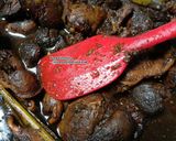 Foto langkah ke 4 dari resep Ati Ampela Masak Kluwak.