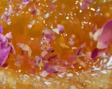 عکس مرحله 1 از دستور مارمالاد زردآلو 🥭😋😍 Apricot marmalade